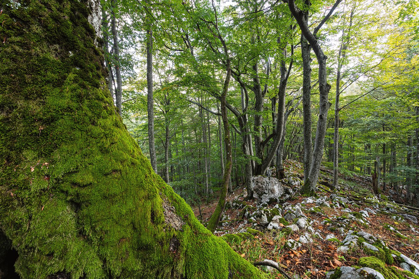 Wald mit moosbewachsenem Boden