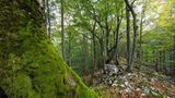 Wald mit moosbewachsenem Boden