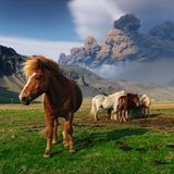 Islandpferde auf einer Wiese, im Hintergrund ein aktiver Vulkan