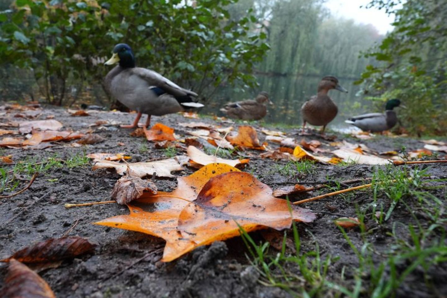 Die Deutsche Wildtier Stiftung warnt eindringlich davor, Enten mit Brot zu füttern. (Archivbild) Foto: Marcus Brandt/dpa