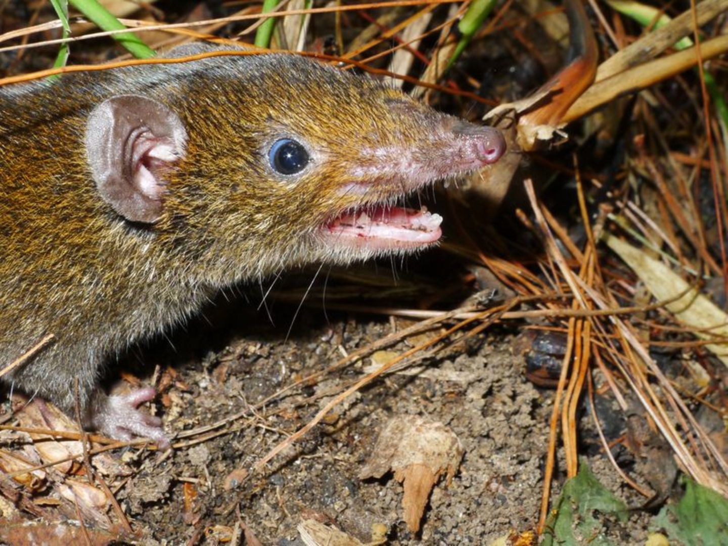 kleiner Rattenigel