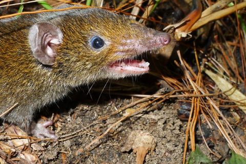 kleiner Rattenigel