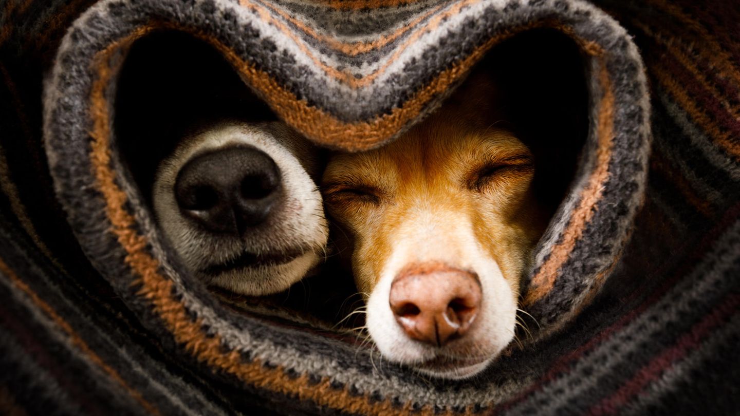 Zwei Hunde kuscheln unter einer Decke
