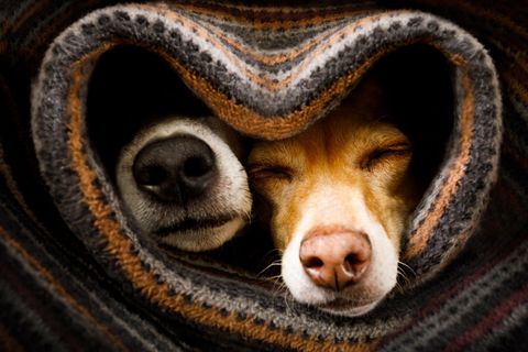Zwei Hunde kuscheln unter einer Decke