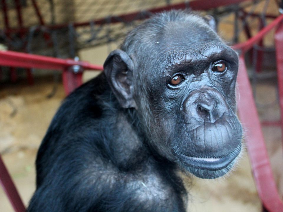 Im August 2024 transportierte DHL das teilweise gelähmte Schimpansen-Weibchen Chocolat von Kenia ins britische Dorset, wo "Monkey World" eine Auffangstation für Affen betreibt.