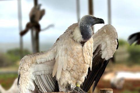 163 Kap- und Weißrückengeier zogen im Januar 2024 von einem Reservat bei Pretoria ins Shamwari-Wildschutzgebiet am Ostkap Südafrikas um. Zwei 34-Tonner und fünf Begleit- und Sicherheitsfahrzeuge waren für die Reise nötig