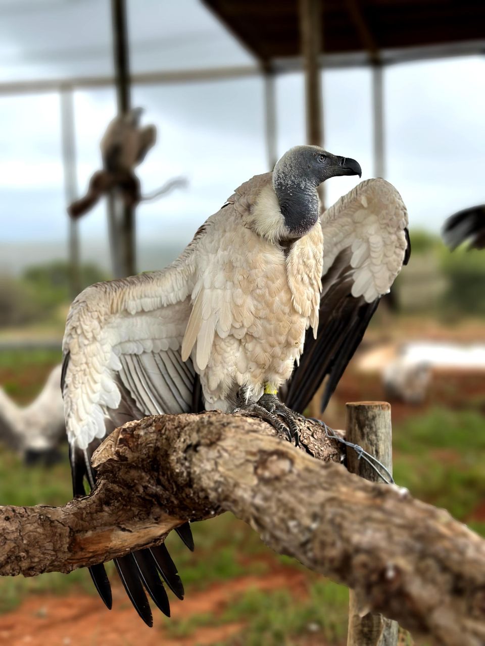 163 Kap- und Weißrückengeier zogen im Januar 2024 von einem Reservat bei Pretoria ins Shamwari-Wildschutzgebiet am Ostkap Südafrikas um. Zwei 34-Tonner und fünf Begleit- und Sicherheitsfahrzeuge waren für die Reise nötig