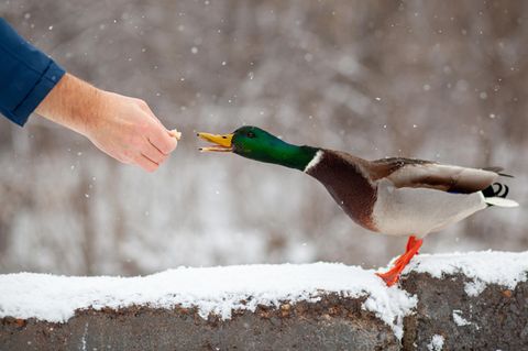 Ente wird gefüttert