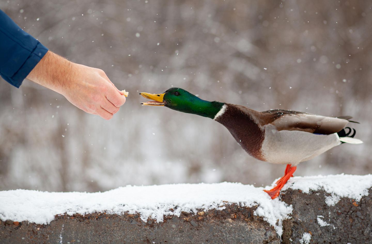 Ente wird gefüttert