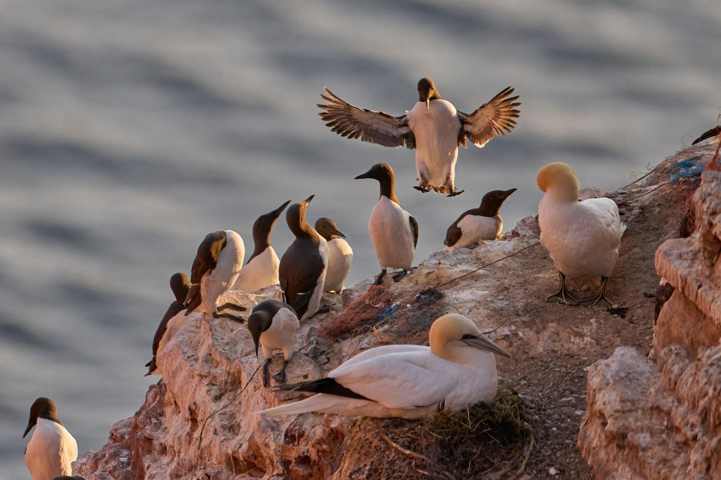 Trottellummen auf Helgoland