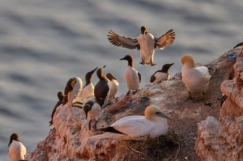 Trottellummen auf Helgoland