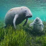 Florida-Manatis raufen nicht, sie jagen nicht, sie trudeln nur friedlich durchs Wasser und rupfen ihr Seegras. Im warmen Wasser wirken die Seekühe beinahe schwerelos – und das, obwohl manche so viel wiegen wie drei Konzertflügel. Meist sind sie sich dabei selbst genug. Auch wenn sie sich gelegentlich an einem Ort sammeln, pflegen sie kaum soziale Beziehungen. Mit einer Ausnahme: dem engen Band zwischen Mutter und Kalb. Die beiden bleiben ein bis zwei Jahre zusammen. Die mütterliche Fürsorge ist vonnöten, denn im Wasser rund um Floridas Küste lauern viele Gefahren. Schiffspropeller reißen klaffende Wunden in die Haut der Manatis. Überdüngung lässt toxische Algen wuchern und Seegraswiesen absterben. Und im Winter kriecht den Seekühen die Kälte in die Knochen und zwingt sie, die Flüsse hinauf zu wandern auf der Suche nach warmen Quellen.    Die GEO-Geschichte von Katharina Jakob lesen Sie hier.