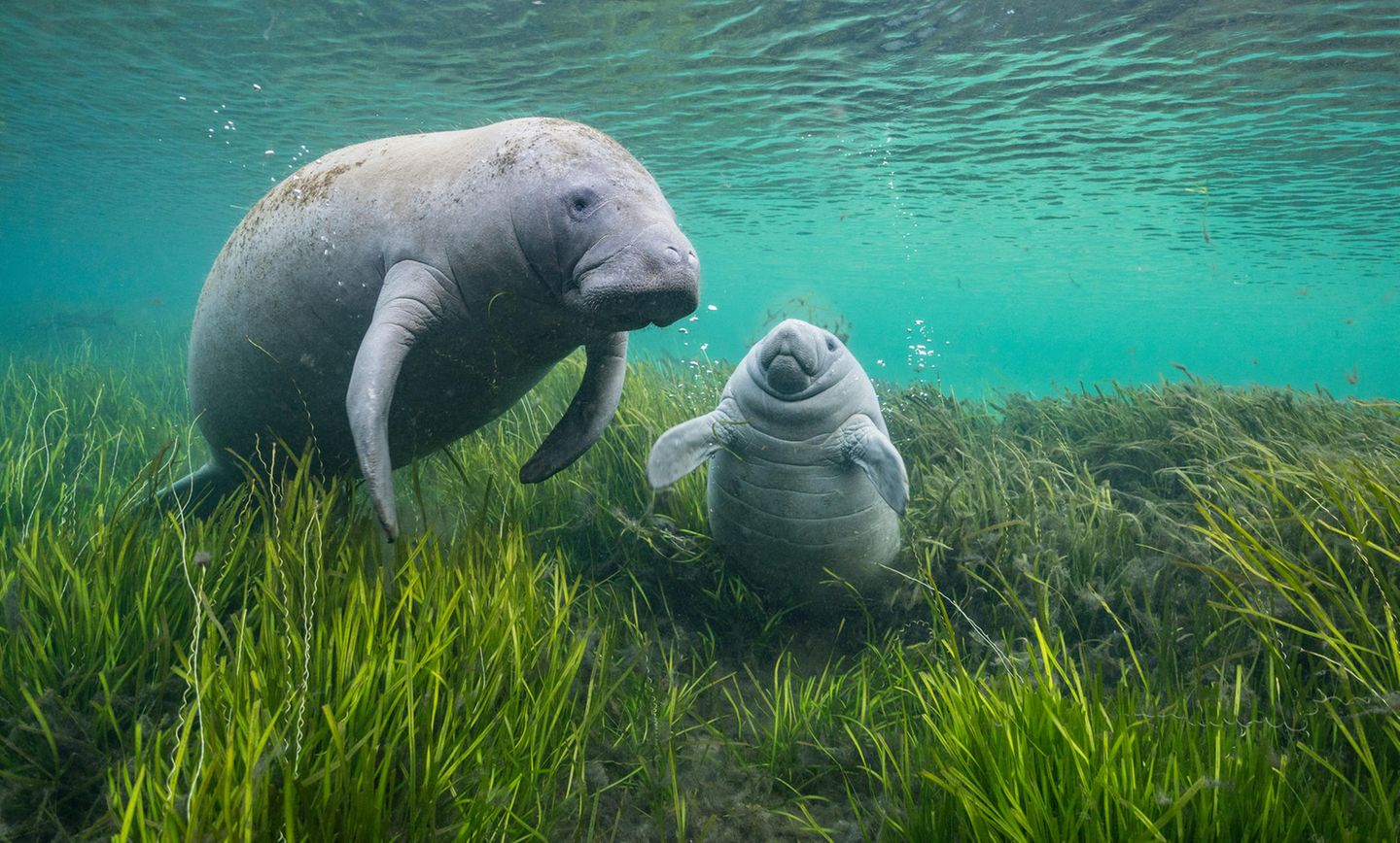 Kolossale Softies Florida-Manatis raufen nicht, sie jagen nicht, sie trudeln nur friedlich durchs Wasser und rupfen ihr Seegras. Im warmen Wasser wirken die Seekühe beinahe schwerelos – und das, obwohl manche so viel wiegen wie drei Konzertflügel. Meist sind sie sich dabei selbst genug. Auch wenn sie sich gelegentlich an einem Ort sammeln, pflegen sie kaum soziale Beziehungen. Mit einer Ausnahme: dem engen Band zwischen Mutter und Kalb. Die beiden bleiben ein bis zwei Jahre zusammen. Die mütterliche Fürsorge ist vonnöten, denn im Wasser rund um Floridas Küste lauern viele Gefahren. Schiffspropeller reißen klaffende Wunden in die Haut der Manatis. Überdüngung lässt toxische Algen wuchern und Seegraswiesen absterben. Und im Winter kriecht den Seekühen die Kälte in die Knochen und zwingt sie, die Flüsse hinauf zu wandern auf der Suche nach warmen Quellen. Die GEO-Geschichte von Katharina Jakob lesen Sie hier.