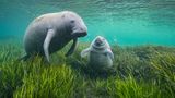 Florida-Manatis raufen nicht, sie jagen nicht, sie trudeln nur friedlich durchs Wasser und rupfen ihr Seegras. Im warmen Wasser wirken die Seekühe beinahe schwerelos – und das, obwohl manche so viel wiegen wie drei Konzertflügel. Meist sind sie sich dabei selbst genug. Auch wenn sie sich gelegentlich an einem Ort sammeln, pflegen sie kaum soziale Beziehungen. Mit einer Ausnahme: dem engen Band zwischen Mutter und Kalb. Die beiden bleiben ein bis zwei Jahre zusammen. Die mütterliche Fürsorge ist vonnöten, denn im Wasser rund um Floridas Küste lauern viele Gefahren. Schiffspropeller reißen klaffende Wunden in die Haut der Manatis. Überdüngung lässt toxische Algen wuchern und Seegraswiesen absterben. Und im Winter kriecht den Seekühen die Kälte in die Knochen und zwingt sie, die Flüsse hinauf zu wandern auf der Suche nach warmen Quellen.    Die GEO-Geschichte von Katharina Jakob lesen Sie hier.