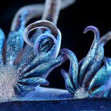 Der Blaue Drache Glaucus atlanticus hat die Physiognomie eines Fabelwesens, aber nur etwa die Größe einer Briefmarke. Mithilfe ihrer tentakelähnlichen Fortsätze treibt die Fadenschnecke an der Wasseroberfläche. Sie ist Teil des Neustons: einer Gemeinschaft voller Exzentriker, die an der Oberfläche der Ozeane treibt, an der Grenze zwischen Himmel und Meer. Die fragile Welt ist von enormer ökologischer Bedeutung. Und sie ist noch weitgehend unerforscht. Fotograf Solvin Zankl spürte Veilchenschnecken und Portugiesischen Galeeren, Segelquallen und Papierbooten mit viel Geduld nach.  Die GEO-Geschichte von Katharina Jakob lesen Sie hier.