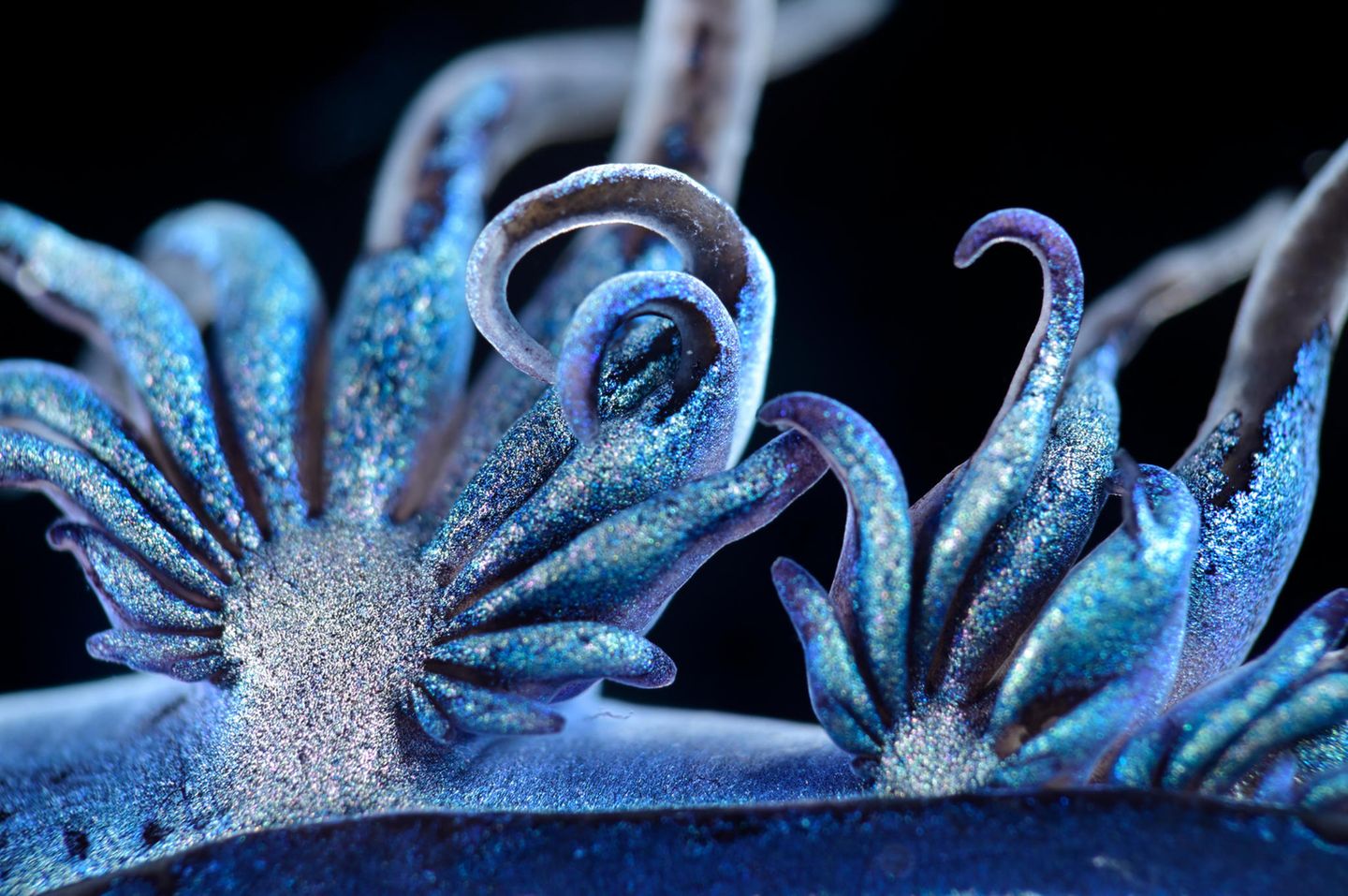 Die Rumtreiber aus der Oberschicht Der Blaue Drache Glaucus atlanticus hat die Physiognomie eines Fabelwesens, aber nur etwa die Größe einer Briefmarke. Mithilfe ihrer tentakelähnlichen Fortsätze treibt die Fadenschnecke an der Wasseroberfläche. Sie ist Teil des Neustons: einer Gemeinschaft voller Exzentriker, die an der Oberfläche der Ozeane treibt, an der Grenze zwischen Himmel und Meer. Die fragile Welt ist von enormer ökologischer Bedeutung. Und sie ist noch weitgehend unerforscht. Fotograf Solvin Zankl spürte Veilchenschnecken und Portugiesischen Galeeren, Segelquallen und Papierbooten mit viel Geduld nach. Die GEO-Geschichte von Katharina Jakob lesen Sie hier.
