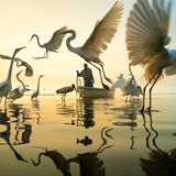 Vor 20 Jahren fotografierte Moisés Levy zum ersten Mal in einem Fischerdorf bei Acapulco. Bald bemerkte er, dass Fischer und Reiher ein Ritual teilten. Wenn die Männer bei Sonnenaufgang vom Meer zurückkehrten, erwarteten sie die Reiher – und forderten ihr Frühstück. Bis heute fotografiert Levy hier Momente der Innigkeit zwischen Mensch und Tier.