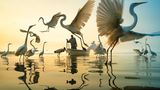 Vor 20 Jahren fotografierte Moisés Levy zum ersten Mal in einem Fischerdorf bei Acapulco. Bald bemerkte er, dass Fischer und Reiher ein Ritual teilten. Wenn die Männer bei Sonnenaufgang vom Meer zurückkehrten, erwarteten sie die Reiher – und forderten ihr Frühstück. Bis heute fotografiert Levy hier Momente der Innigkeit zwischen Mensch und Tier.