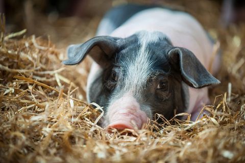 Dürfen wir es töten, um es zu essen? Nicht unbedingt, meinen Juristinnen und Juristen in einem aktuellen Rechtsgutachten