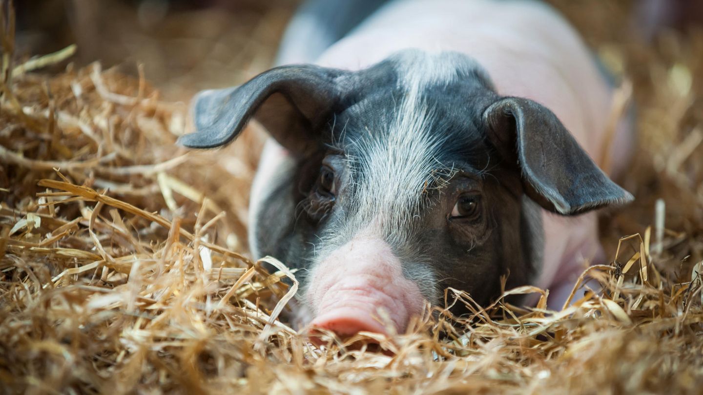 Dürfen wir es töten, um es zu essen? Nicht unbedingt, meinen Juristinnen und Juristen in einem aktuellen Rechtsgutachten