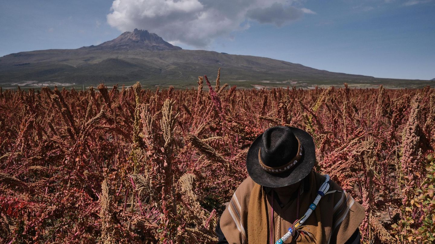 Anden: Quinoa: Die steile Karriere einer Superfrucht | GEOplus