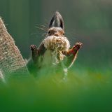 Dieses freche Eichhörnchen klaut das Netz für seine Nikolausverkleidung. Mit den Ohren zu einer Mitra aufgestellt und dem Netz als Vollbart, kommt es dem Vorbild ziemlich nah. Auch das Winken hat es schon drauf. Demontrativ streckt es beide Ärmchen in die Luft. Fehlt nur ein tiefes, langsames Lachen, das aus seinem Bauch wummert: "Ho, Ho, Ho!"