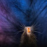 Als wäre er auf einem Drogen-Trip, streckt dieser Nutria seinen Kopf in den Nacken und scheint alles unscharf und bunt zu sehen. Dabei entstand dieses Bild während eines idyllischen Abends, als der Sonnenuntergang die Farben an den Himmel warf. Der Fotograf war gerade dabei, Schwäne zu fotografieren, als der neugierige Nutria ihn überraschte. 