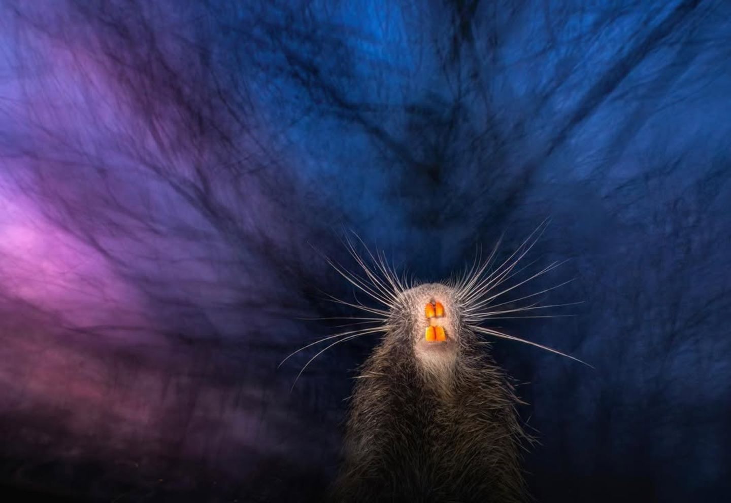 Trippy Nager Als wäre er auf einem Drogen-Trip, streckt dieser Nutria seinen Kopf in den Nacken und scheint alles unscharf und bunt zu sehen. Dabei entstand dieses Bild während eines idyllischen Abends, als der Sonnenuntergang die Farben an den Himmel warf. Der Fotograf war gerade dabei, Schwäne zu fotografieren, als der neugierige Nutria ihn überraschte.