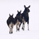 Hintern an Hintern folgen diese zwei kleinen Elchkühe ihrer Mutter durch den kalten Schnee. Ihre Winterwanderung führt durch den Nationalpark Bialowieza im Osten Polens. Gelassen traben sie durch die scheinbar endlose Landschaft und würdigen ihren Beobachter nicht eines Blickes. 