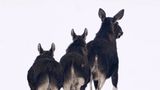 Hintern an Hintern folgen diese zwei kleinen Elchkühe ihrer Mutter durch den kalten Schnee. Ihre Winterwanderung führt durch den Nationalpark Bialowieza im Osten Polens. Gelassen traben sie durch die scheinbar endlose Landschaft und würdigen ihren Beobachter nicht eines Blickes. 