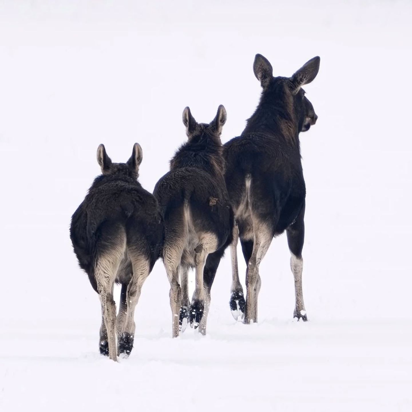 Die drei Musketiere Hintern an Hintern folgen diese zwei kleinen Elchkühe ihrer Mutter durch den kalten Schnee. Ihre Winterwanderung führt durch den Nationalpark Bialowieza im Osten Polens. Gelassen traben sie durch die scheinbar endlose Landschaft und würdigen ihren Beobachter nicht eines Blickes.