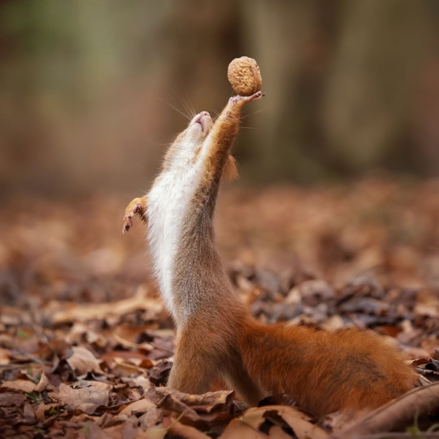 Der goldene Schnatz "Guckt euch meine Nuss an!" Stolz streckt das Eichhörnchen seinen Fund in die Höhe. Ohne den Blick von dieser perfekt geformten Walnuss abwenden zu können, ganz erstaunt, dass die in seinem Besitz ist. Wie Harry Potter, der den Schnatz gefangen hat, hält das Eichhörnchen die Nuss und wartet auf den Applaus der Tiere des Waldes.
