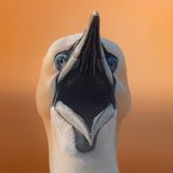 Die Farben stimmen, der Gesichtsausdruck stimmt: Dieser Basstölpel scheint ein Kunstliebhaber zu sein – oder eine Muse? Eine Ähnlichkeit zum expressionistischen Werk "Der Schrei" ist natürlich unverkennbar. Der Norweger Edvard Munch notierte damals selbst, er habe einen Schrei gehört, der durch die Natur ging. Vielleicht ging es dem Fotografen ähnlich. 