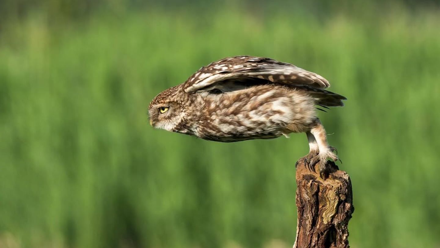 Sportlicher Kauz Wie ein Skispringer, der die Rampe herunterrast, setzt dieser Steinkauz zum Abflug an: Die Augen zugekniffen, liegt er weit nach vorn gelehnt in der Luft. Die Krallen lösen sich schon vom Baumstamm, auf dem er sitzt, und unter seinen Flügeln rauscht der Wind. Könnte er Gold holen?