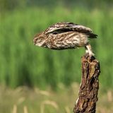 Wie ein Skispringer, der die Rampe herunterrast, setzt dieser Steinkauz zum Abflug an: Die Augen zugekniffen, liegt er weit nach vorn gelehnt in der Luft. Die Krallen lösen sich schon vom Baumstamm, auf dem er sitzt, und unter seinen Flügeln rauscht der Wind. Könnte er Gold holen? 