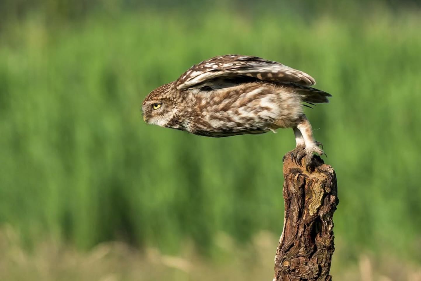 Wie ein Skispringer, der die Rampe herunterrast, setzt dieser Steinkauz zum Abflug an: Die Augen zugekniffen, liegt er weit nach vorn gelehnt in der Luft. Die Krallen lösen sich schon vom Baumstamm, auf dem er sitzt, und unter seinen Flügeln rauscht der Wind. Könnte er Gold holen? 