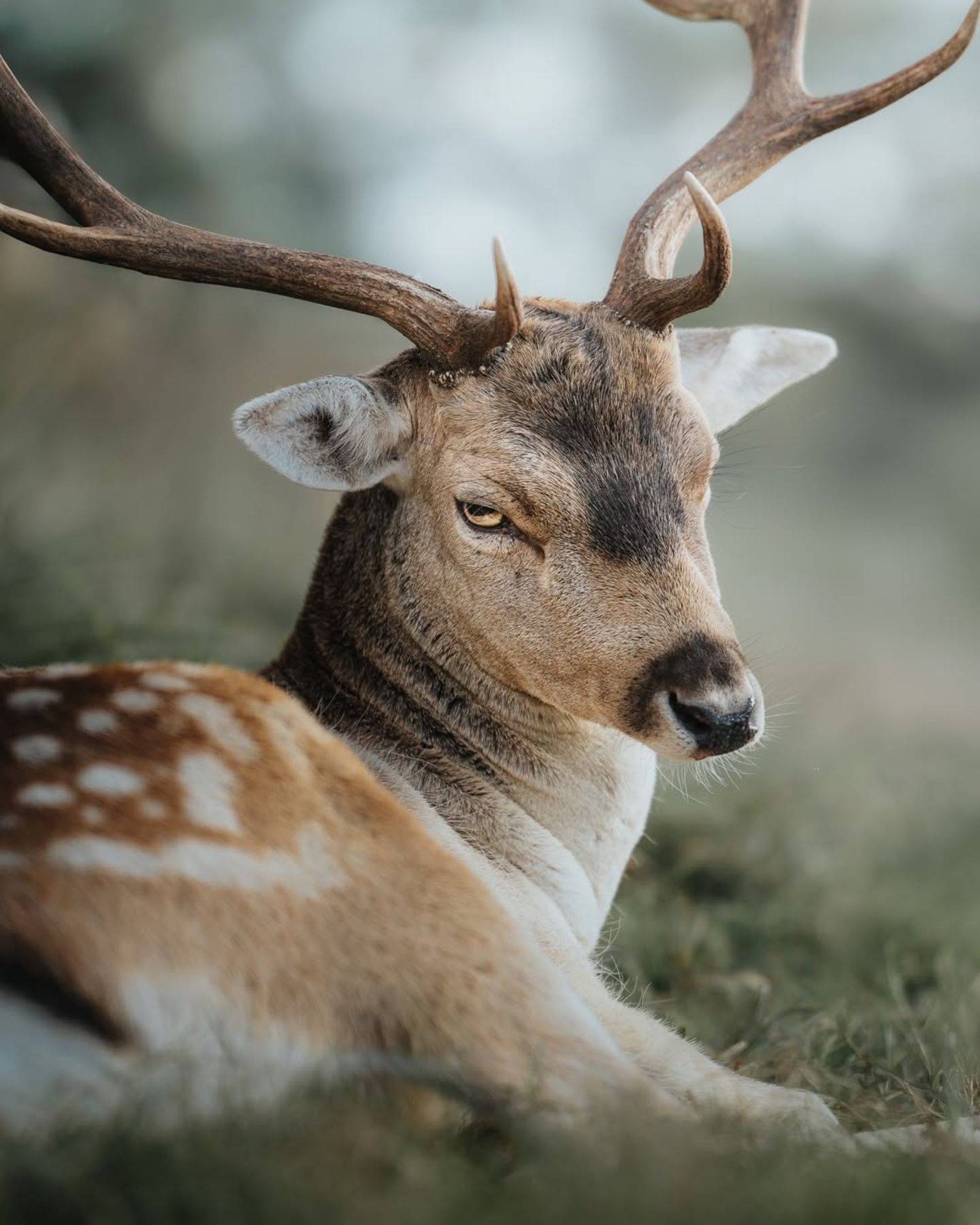 Damwild schaut in die Kamera