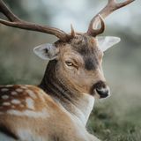 Damwild schaut in die Kamera