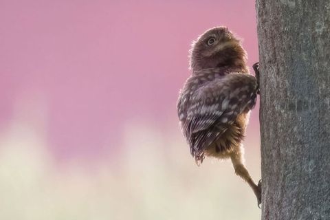 Junger Steinkauz erklimmt einen Baum