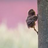 Junger Steinkauz erklimmt einen Baum