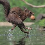 Eichhörnchen rennt mit Nuss im Mund durch Wasser