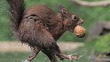 Eichhörnchen rennt mit Nuss im Mund durch Wasser