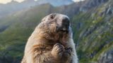 Murmeltier am Großglockner beim Fressen