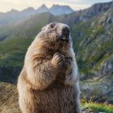 Murmeltier am Großglockner beim Fressen
