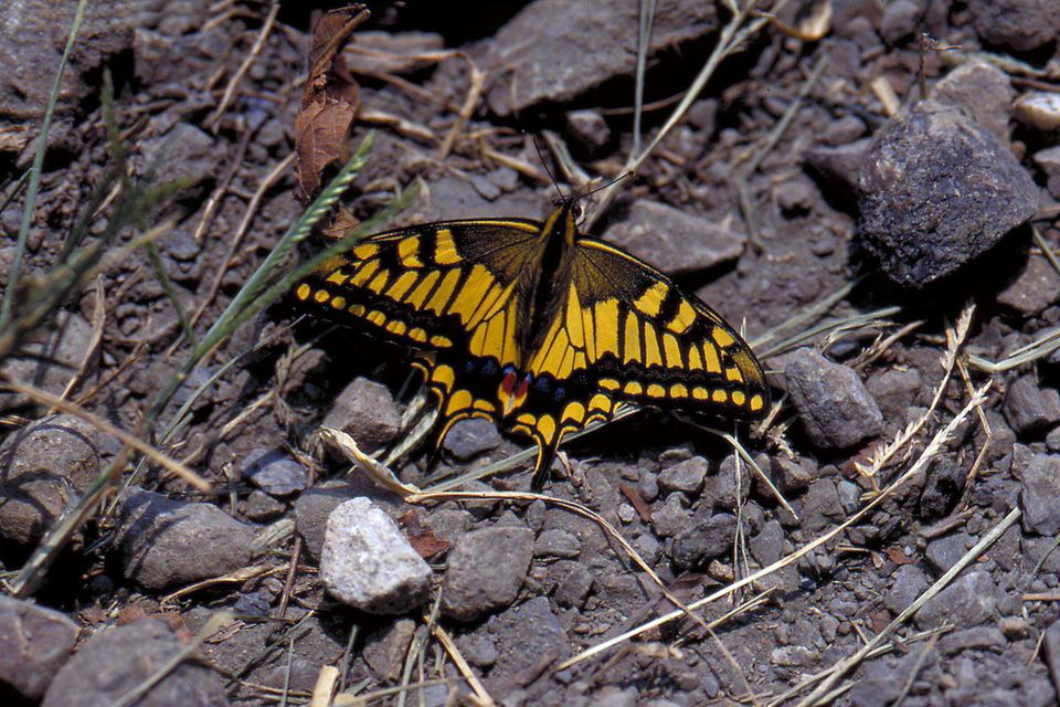 Verschwand im Jahr 1999: die Schwalbenschwanz-Unterart Papilio machaon sylvina