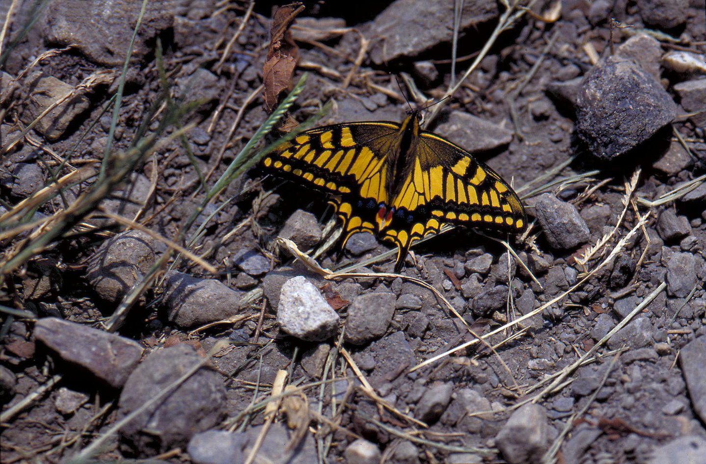 Verschwand im Jahr 1999: die Schwalbenschwanz-Unterart Papilio machaon sylvina