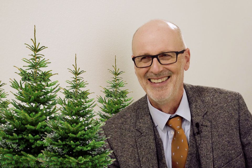 Ökologie: Plastik vs. echt: Peter Wohlleben, welcher Weihnachtsbaum ist nachhaltiger?