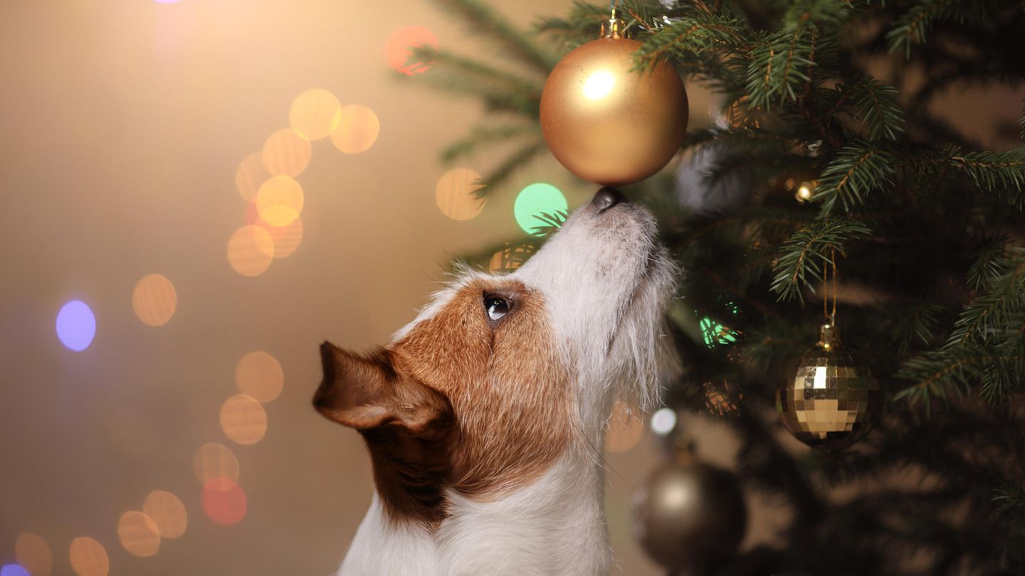 geschenke für hunde