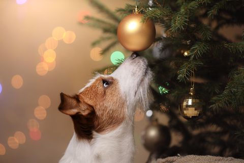 geschenke für hunde