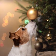 geschenke für hunde